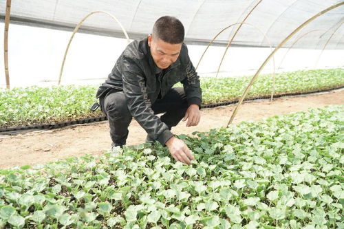 银川市多元化资金投入 助力农业特色产业转型