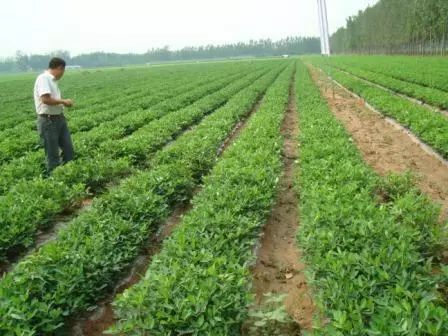 如何提高庄稼的抗旱能力,农民只需用上它,作物抗旱又增产