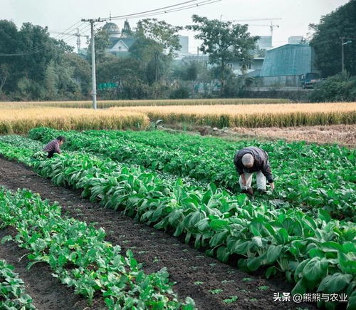 谷雨期间,可以种植什么农作物,这5类种植时间短,成熟快