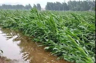 紧急提醒 台风暴雨过后,各种受灾农作物如何科学管理 收藏