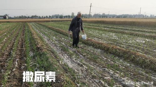 种植农作物,施用尿素后,不宜立即浇水,什么时候浇水